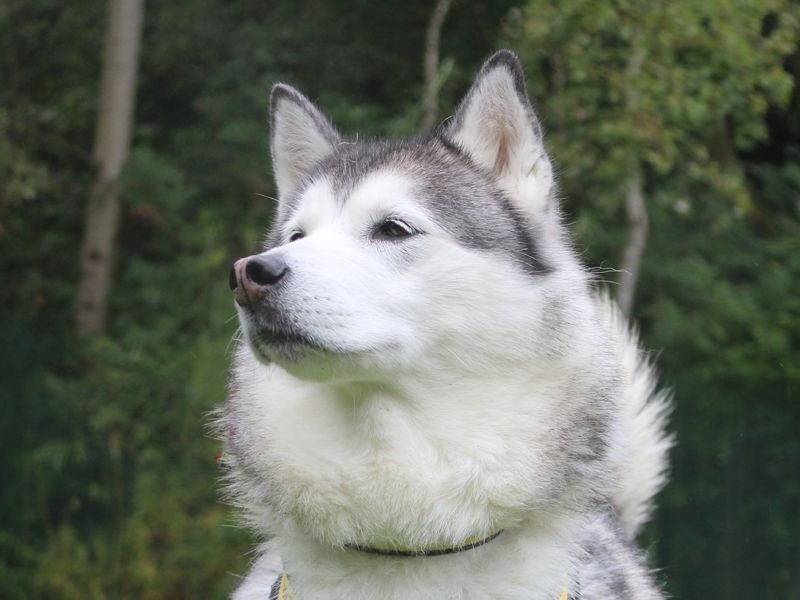 Siberian Husky for adoption in Liverpool, Merseyside – 9 years old - Image 2 of 4