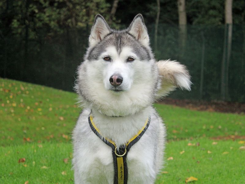 Siberian Husky for adoption in Liverpool, Merseyside – 9 years old - Image 1 of 4
