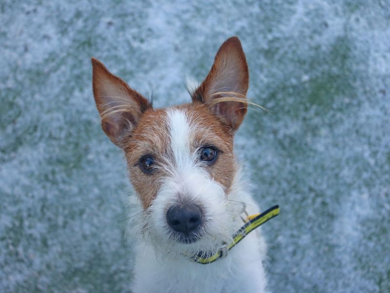 Skipper - Image 5 of 7