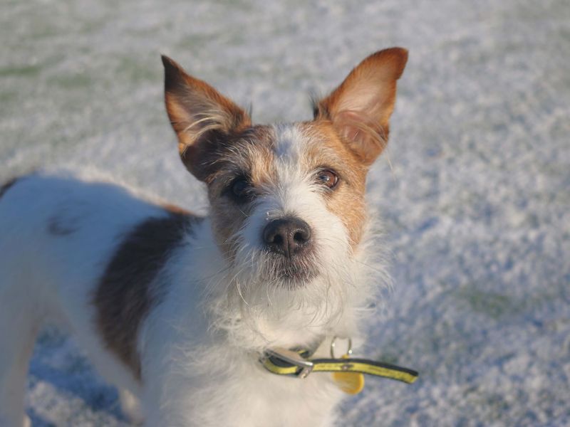 Skipper - Image 4 of 7