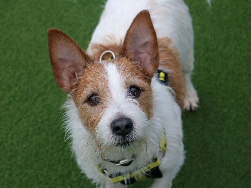 Skipper - Image 7 of 7