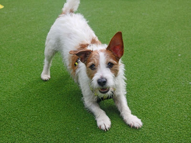 Skipper - Image 6 of 7