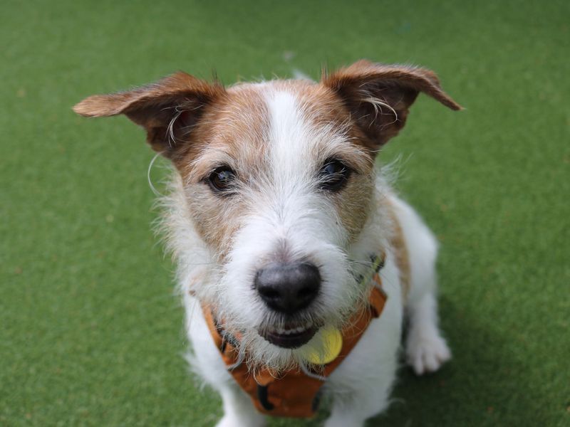 Skipper - Image 2 of 7