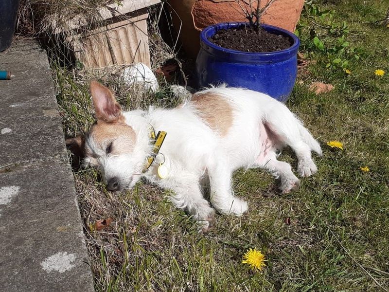 Skipper | Terrier (Jack Russell) | Glasgow - 1
