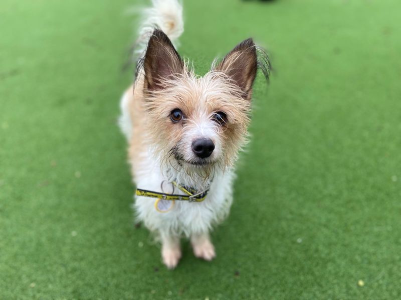 Wilma at the Dogs Trust Glasgow needs a new home RescueScottishPets