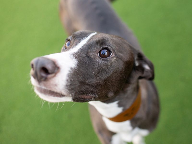 Why Do Dogs Turn Their Heads When Confused