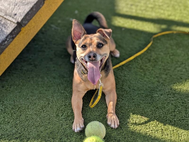 Roxy | Terrier (Jack Russell) Cross | Basildon (Essex) - 1