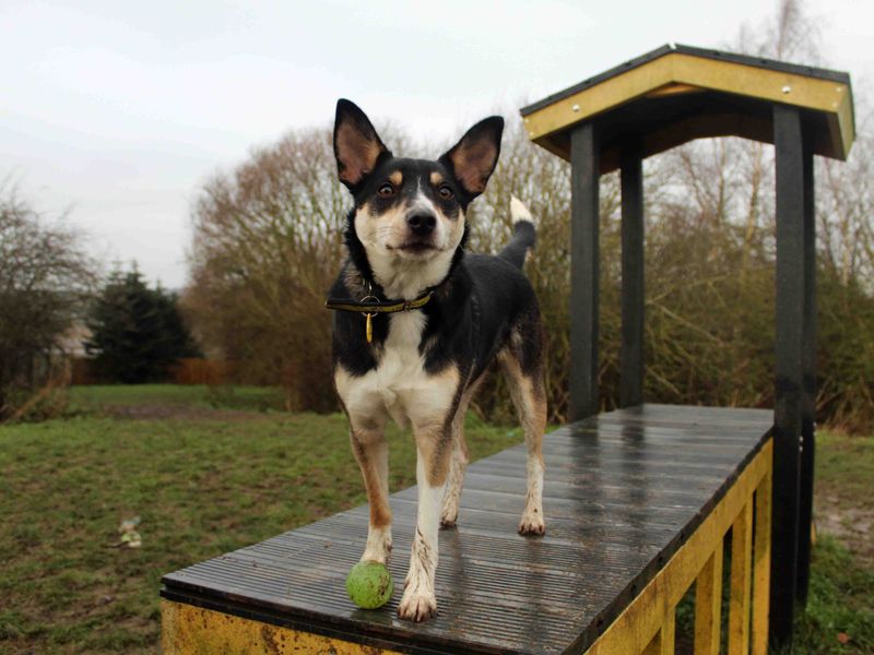 Jack Russell puppies for sale in Sadberge – 2 years old
