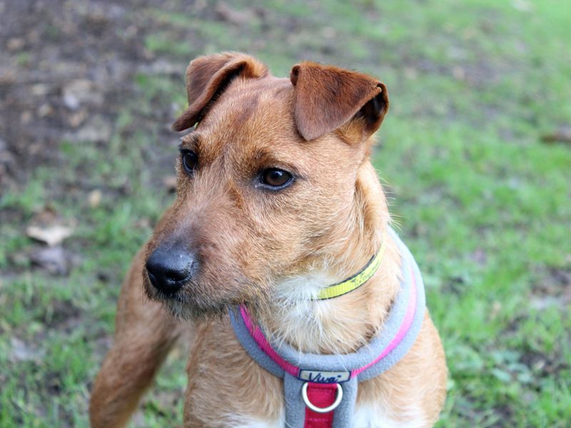Jack Russell Terrier for adoption in Liverpool, Merseyside – 4 years old - Image 3 of 4