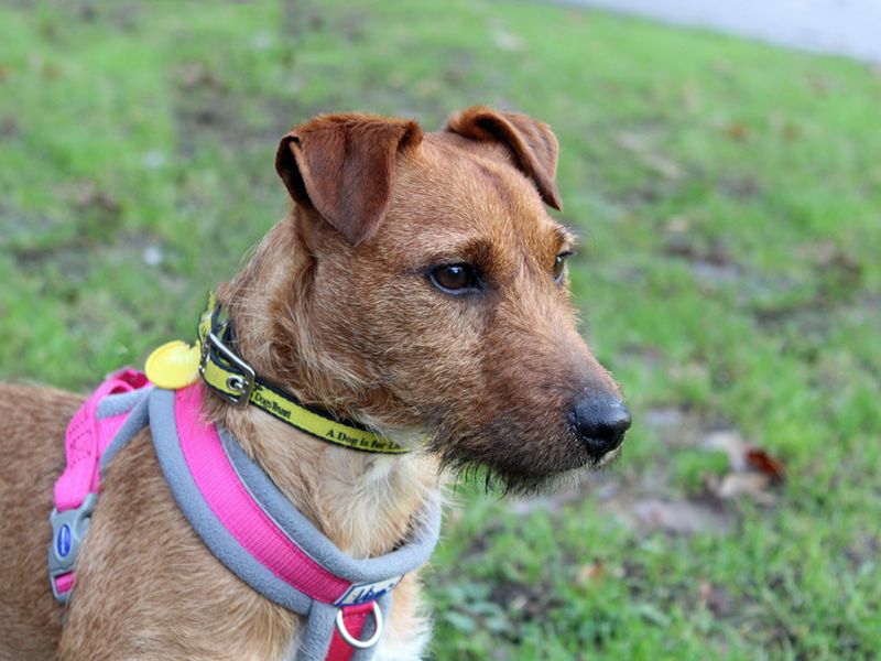 Jack Russell Terrier for adoption in Liverpool, Merseyside – 4 years old - Image 4 of 4