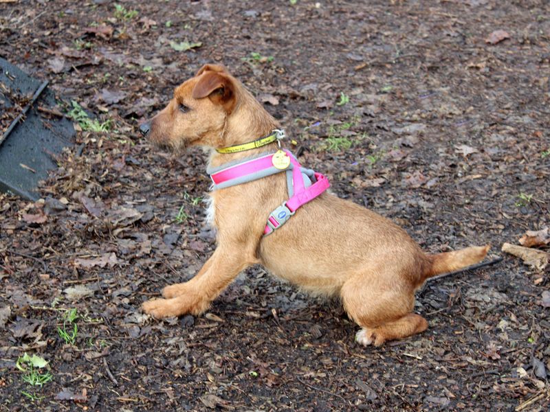 Jack Russell Terrier for adoption in Liverpool, Merseyside – 4 years old - Image 1 of 4