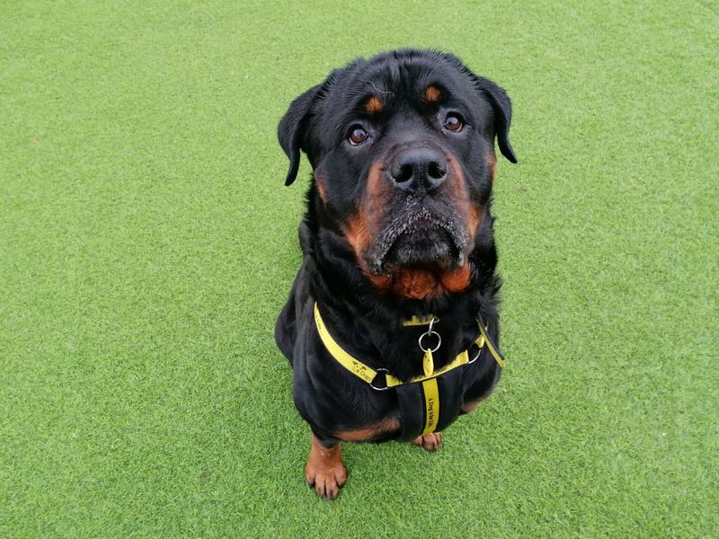 Why Does My Rottweiler Lean Against Me