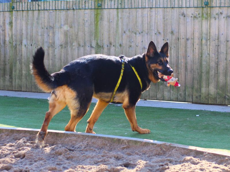 German Shepherd for adoption in Manchester – 3 years old - Image 2 of 4