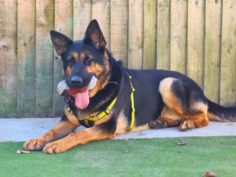 German Shepherd for adoption in Manchester – 3 years old - Image 3 of 4