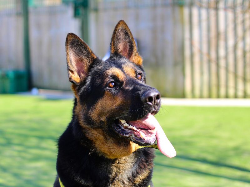 German Shepherd for adoption in Manchester – 3 years old - Image 4 of 4