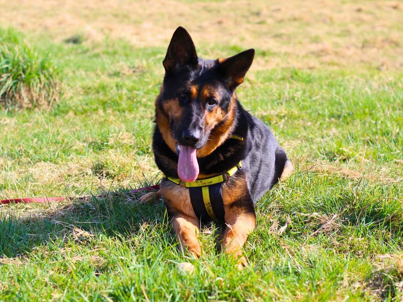 Tripp | German Shepherd Dog | Manchester - 1
