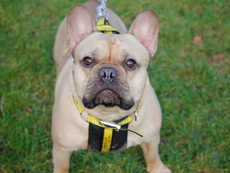 How Do You Greet A Dog In French