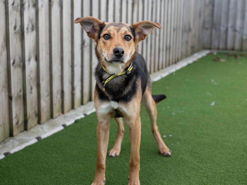 Border Collie for adoption in Cardiff, Glamorgan – 3 years old - Image 7 of 7