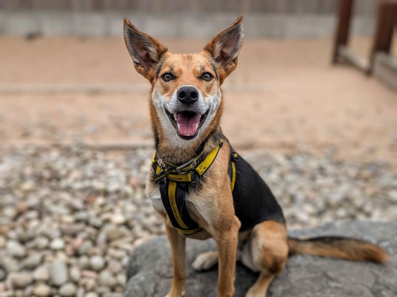 Mabel | Collie (Border) Cross | Cardiff - 1