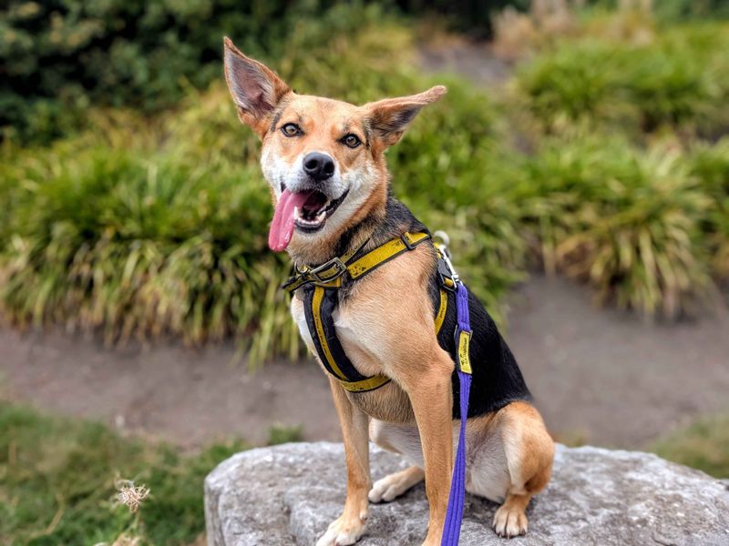 Border Collie for adoption in Cardiff, Glamorgan – 3 years old - Image 4 of 7
