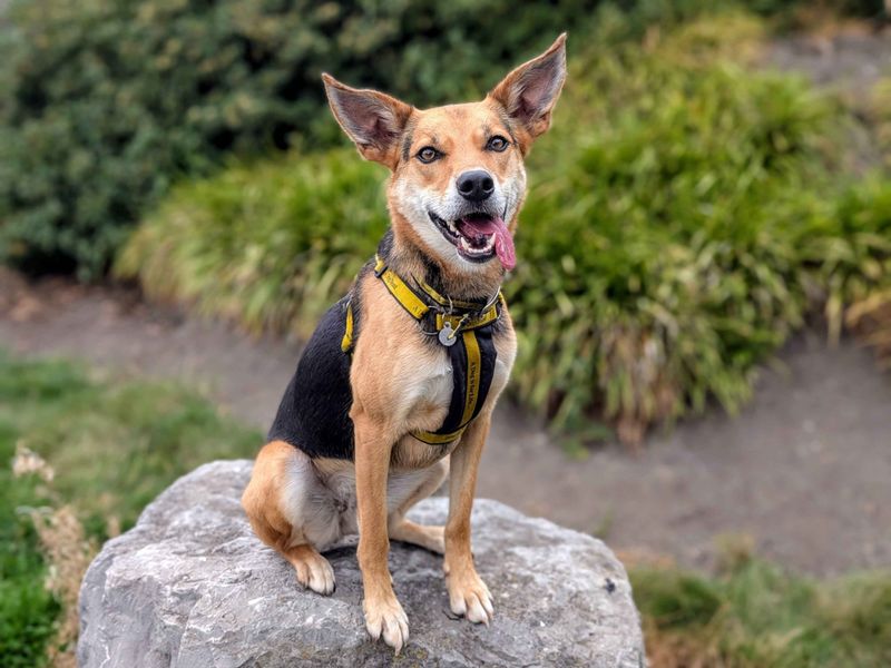 Border Collie for adoption in Cardiff, Glamorgan – 3 years old - Image 6 of 7