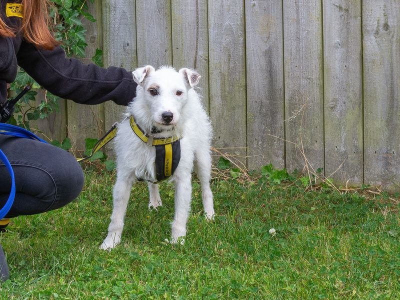 Jack Russell puppies for sale in Wymeswold – 5 years old