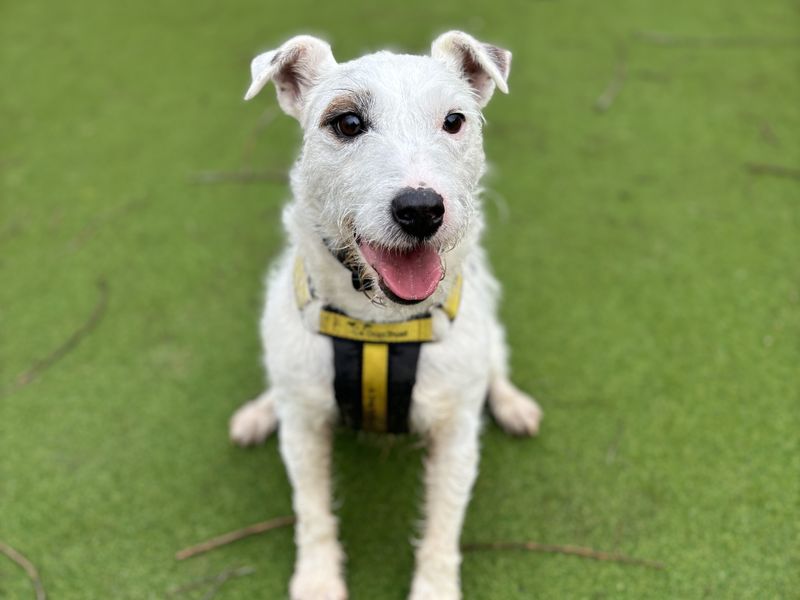 Carter | Terrier (Jack Russell) Cross | Evesham (Worcestershire) - 1