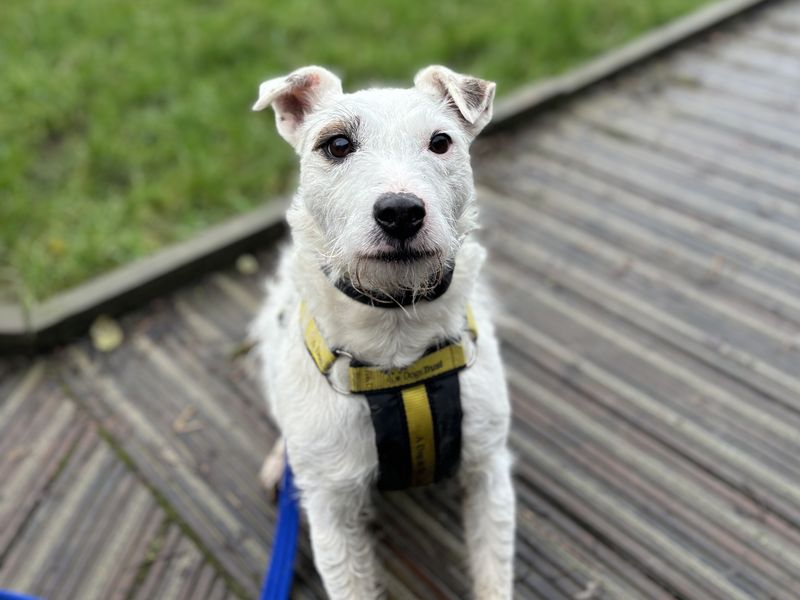 Jack Russell Terrier for adoption in Evesham, Worcestershire – 6 years old - Image 4 of 6