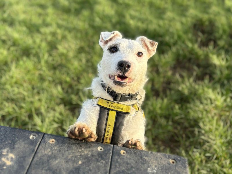 Jack Russell Terrier for adoption in Evesham, Worcestershire – 6 years old - Image 6 of 6