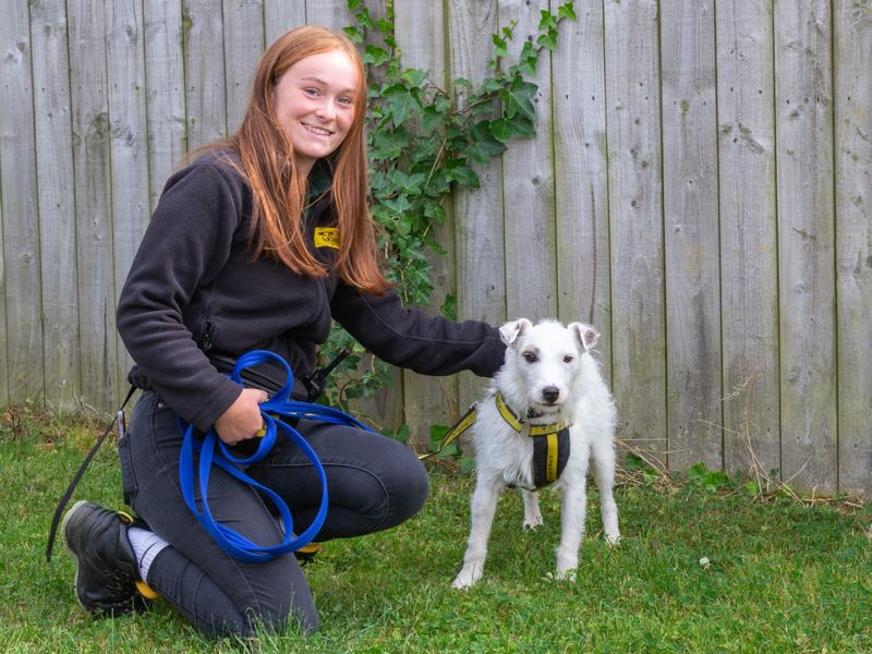 Jack Russell Terrier for adoption in Evesham, Worcestershire – 6 years old - Image 5 of 6
