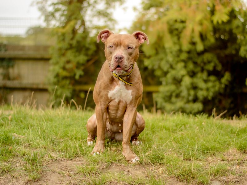 Cookie | Crossbreed | Kenilworth (West Midlands) - 5