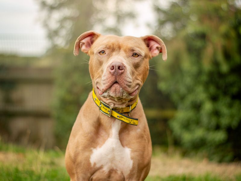 Cookie | Crossbreed | Kenilworth (West Midlands) - 2