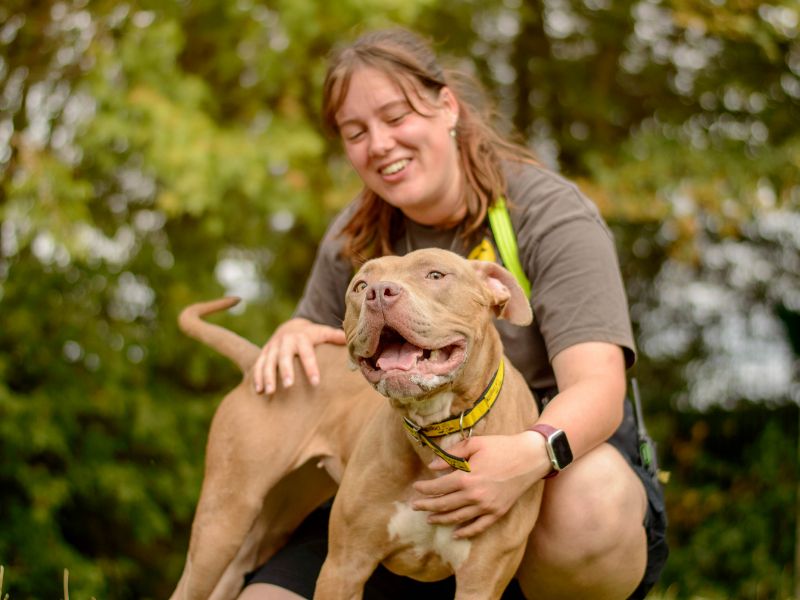 Cookie | Crossbreed | Kenilworth (West Midlands) - 3