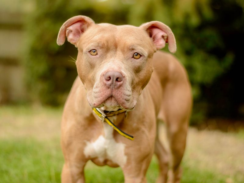 Cookie | Crossbreed | Kenilworth (West Midlands) - 4