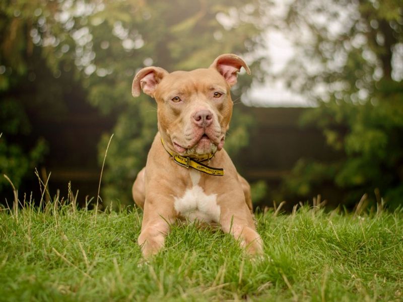 Cookie | Crossbreed | Kenilworth (West Midlands) - 7
