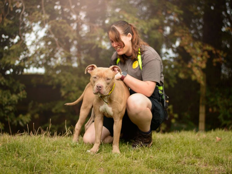 Cookie | Crossbreed | Kenilworth (West Midlands) - 6