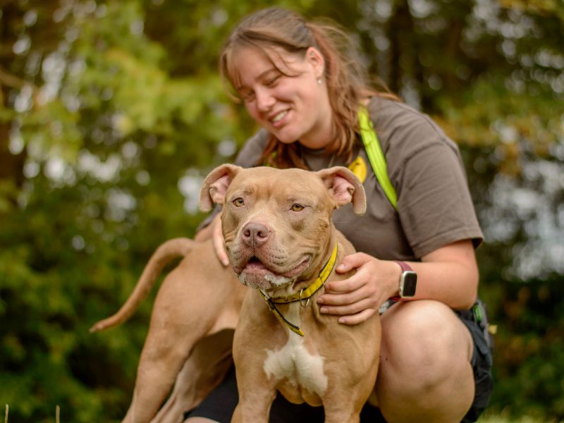 Cookie | Crossbreed | Kenilworth (West Midlands) - 1