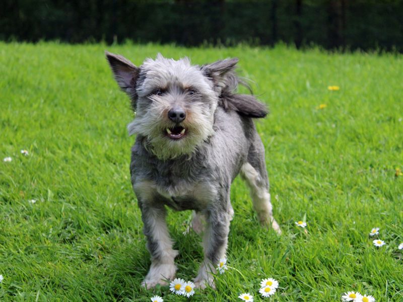 Nero for sale in Liverpool - Image 3