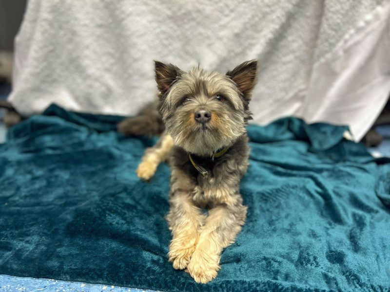 Yorkshire Terrier puppies for sale in Liverpool – 7 years old