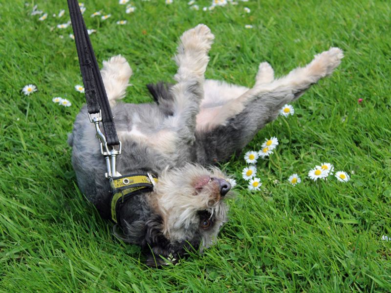 Yorkshire Terrier for adoption in Liverpool, Merseyside – 7 years old - Image 3 of 5