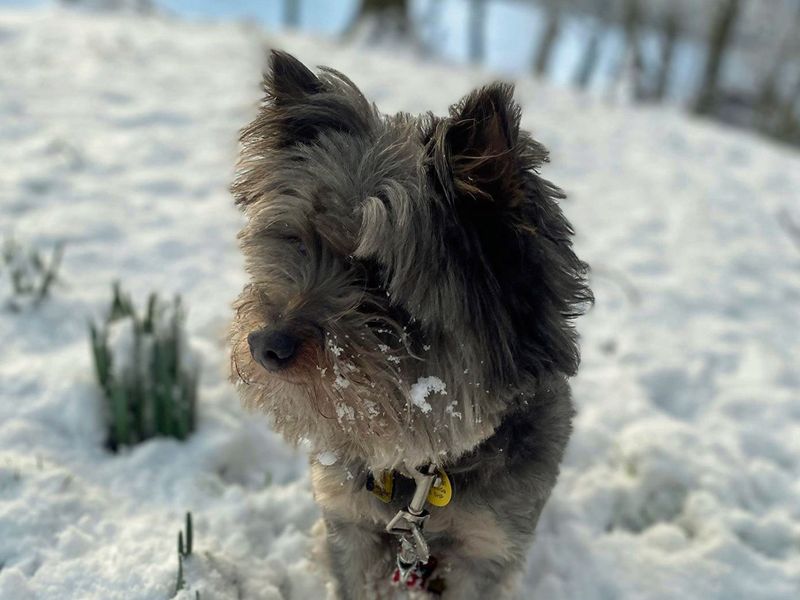 Yorkshire Terrier for adoption in Liverpool, Merseyside – 7 years old - Image 5 of 5