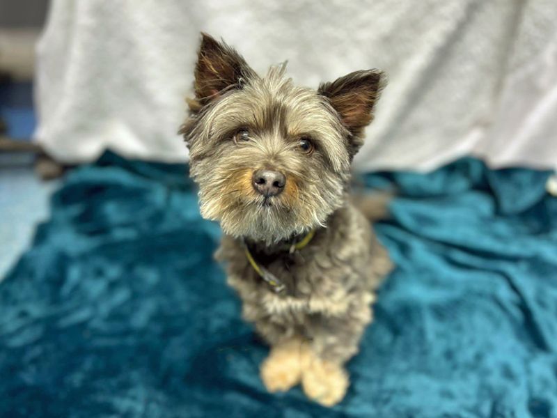 Yorkshire Terrier for adoption in Liverpool, Merseyside – 7 years old - Image 4 of 5