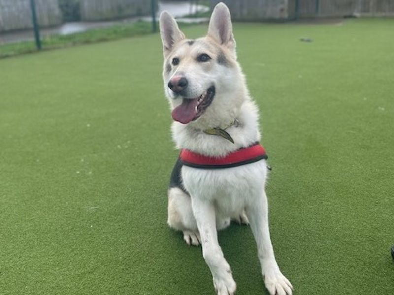 German Shepherd for adoption in Telford, Shropshire – 6 years old - Image 3 of 3