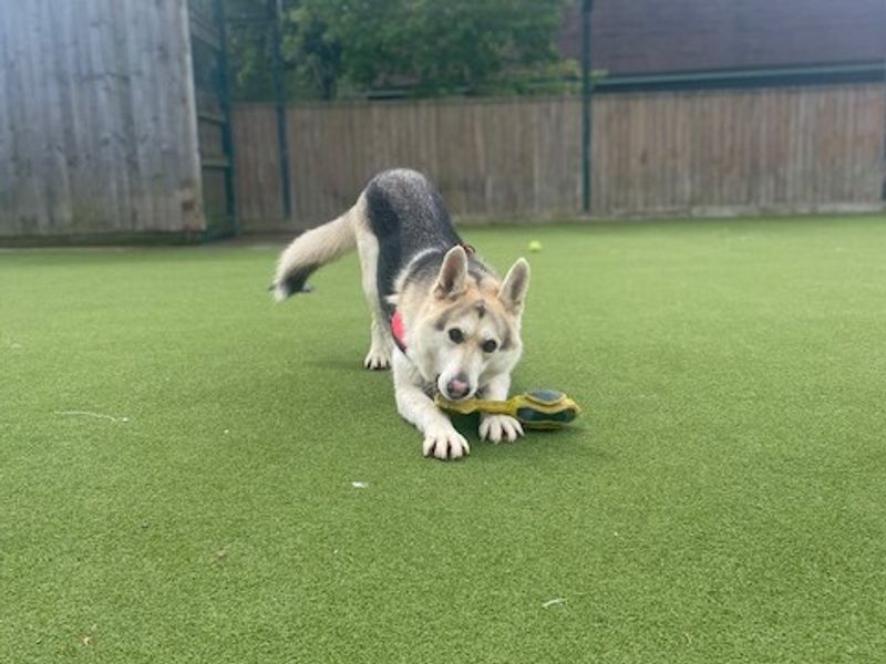 German Shepherd puppies for sale in Telford – 6 years old