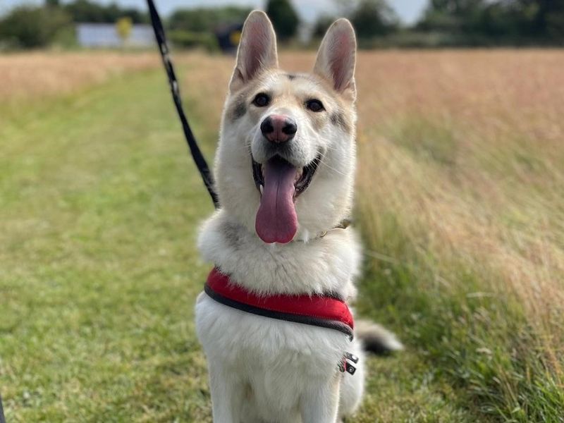 German Shepherd for adoption in Telford, Shropshire – 6 years old - Image 2 of 3