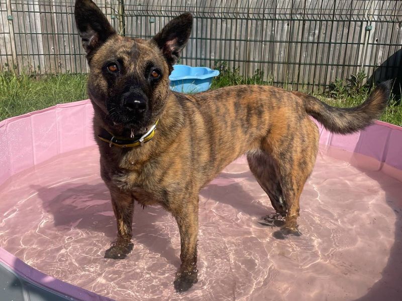 undefined | Dutch Shepherd Cross | undefined - 6