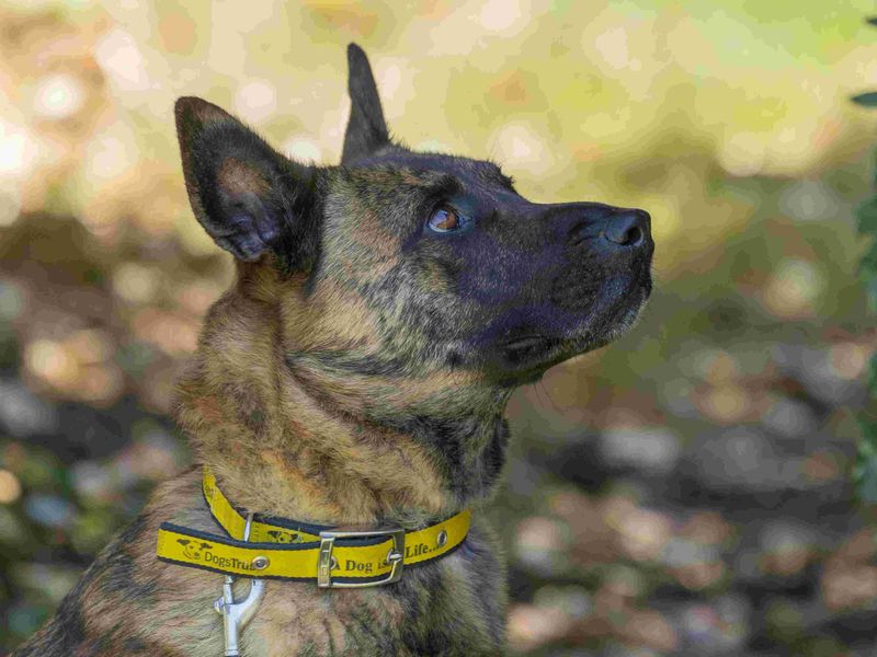 undefined | Dutch Shepherd Cross | undefined - 9