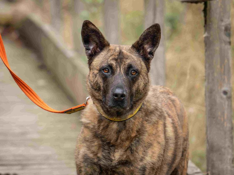 undefined | Dutch Shepherd Cross | undefined - 7