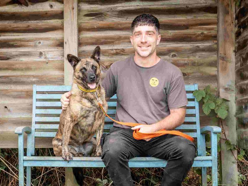 undefined | Dutch Shepherd Cross | undefined - 3