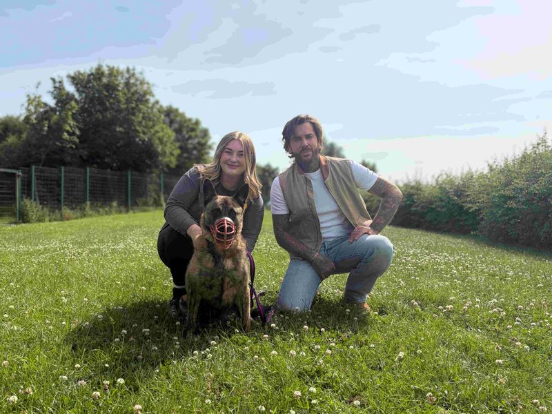Lady Ruby Waggington | Dutch Shepherd Cross | Loughborough - 9